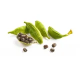 Green Cardamom (Elaichi) 20 Gm 